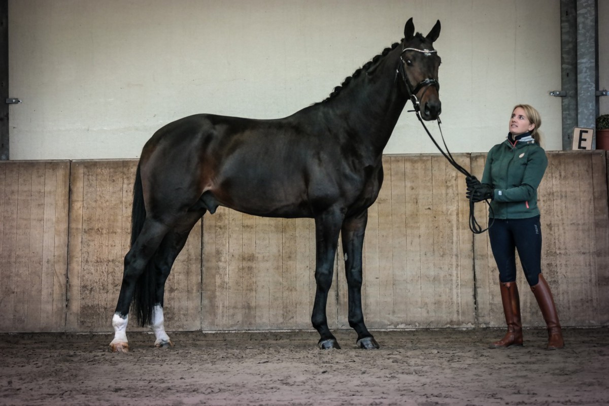 Fideniro approved stallion NRPS
